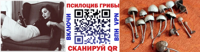 Псилоцибиновые грибы мицелий Купить Бузулук